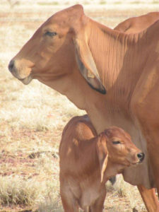 Halls Brahmans Poll red breeder with her poll bull calf by JNH Leroy 77.