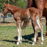 The chestnut colt is o/o Wicked Duck (WR This Cats Smart)