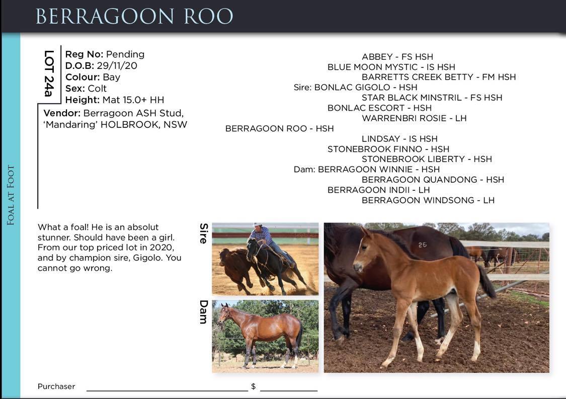 Heavy presence by Bonlac Gigolo in 2021 Berragoon Production Sale - Select  Sires